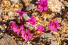 USA, California, Anza Borrego Desert State Park. Bigelows monkey flower blossoms close-up. Art Print
